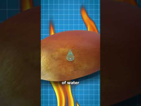 Why Some Popcorn Kernels Don't Pop 🧐