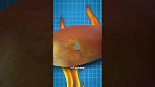 Download lagu Why Some Popcorn Kernels Don't Pop 🧐 mp3 Download lagu Why Some Popcorn Kernels Don't Pop 🧐 mp3