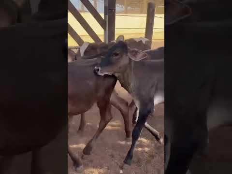 113 Animais: 800 reais cada em Vista Serrana/ Paraíba. Whatsapp 84 99810 2784*#gado