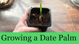 Growing Dates from seed UK - Date Palm tree 🌴