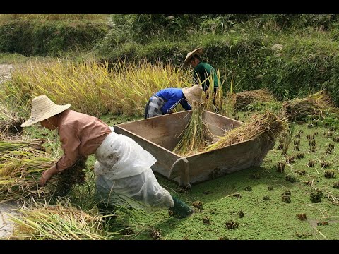 Indonezja - cz.42  -  Sielankowe wioski Tana Toraja.