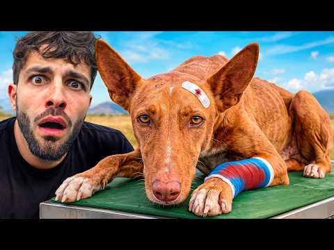‼️Revise 100 TRAMPAS MORTALES‼️ - Rescatando Animales