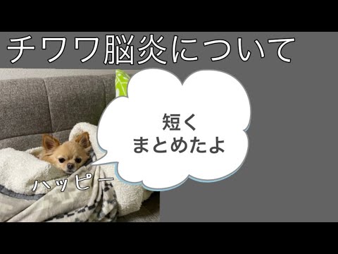 犬の脳炎:症状と治療法