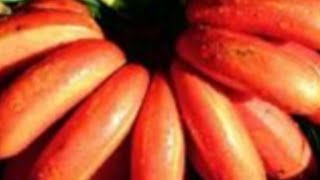 9 October 2025🙏❤️👍# செவ்வாழை பழம்#sevalaipalam#shortsfeed#trendingshorts#healthtips#viralvedio#love