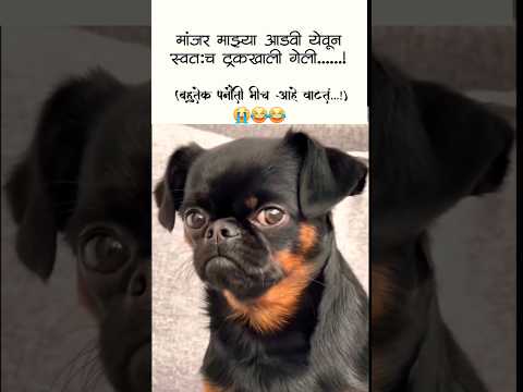 aika Satyanarayanachi katha cat dog #friends