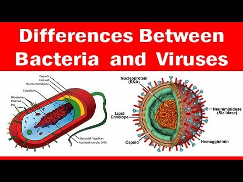 Viruses vs. Bacteria | What's The Difference?