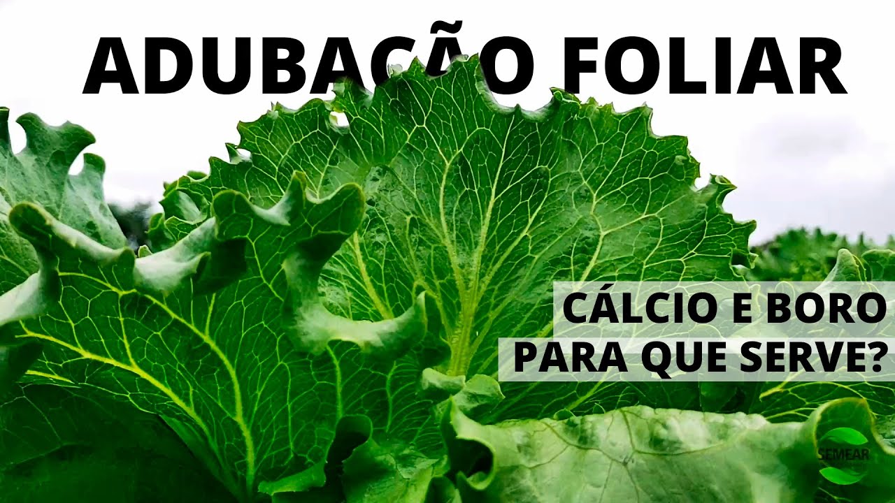 Adubação Foliar Funciona? Pra Que Serve o Cálcio e Boro?
