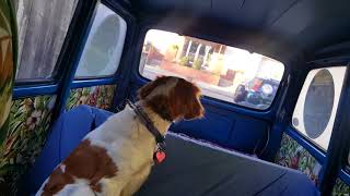 I drive my dog to work... in a Subaru 360 Van