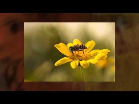 Afterlife / Cantoma - Miracle (Cantoma Mix)  *k~kat chill café*