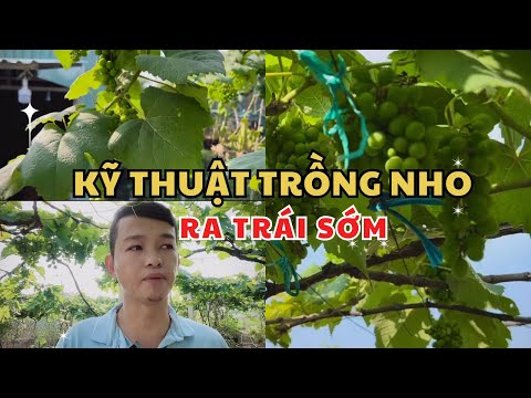 , title : 'Làm Thế Nào Để Trồng Nho "RA TRÁI SỚM" - Techniques for growing grapes for early fruit production'