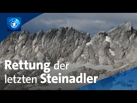 Bayern: Rettung der letzten Steinadler