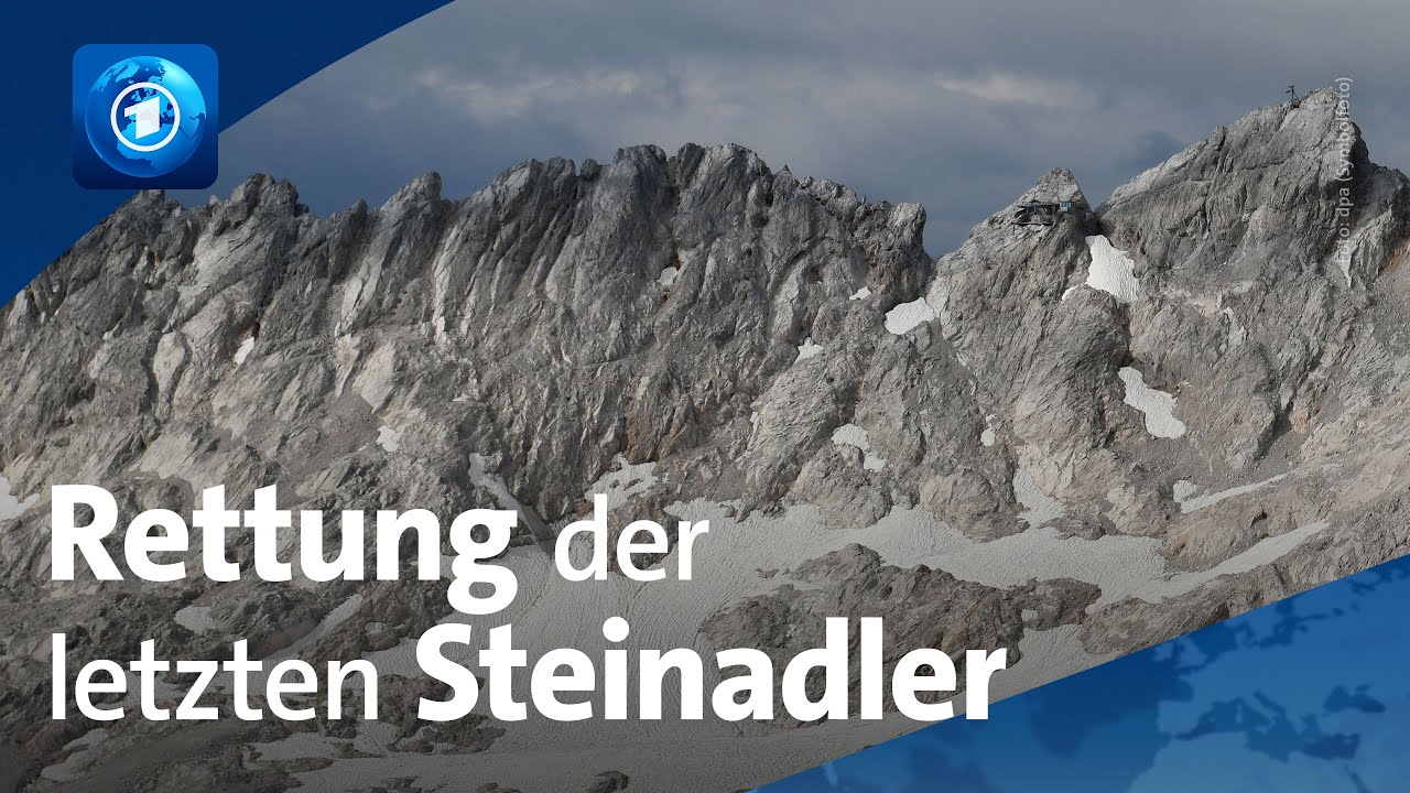 Bayern: Rettung der letzten Steinadler