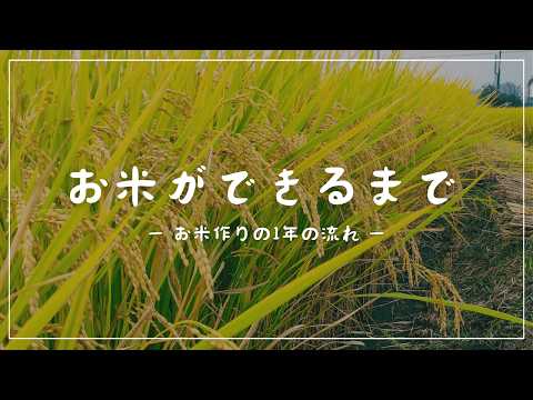 ポリオムマチナについて詳しく解説