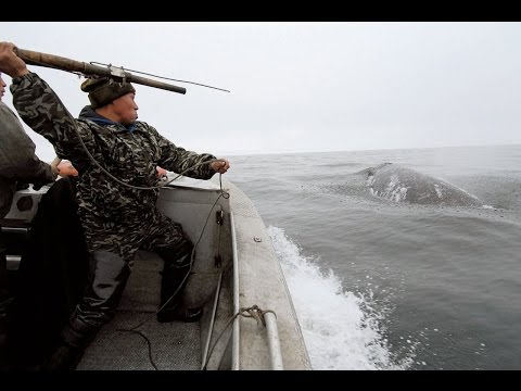Охота на китов. Чукотка