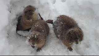 Prairie dogs in snow ☺