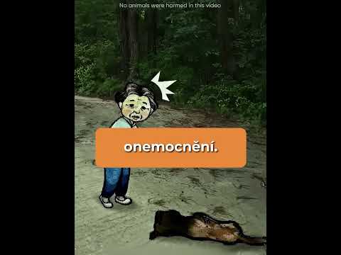 Nechápala proč se nenechá pohladit #shorts #zajimavosti