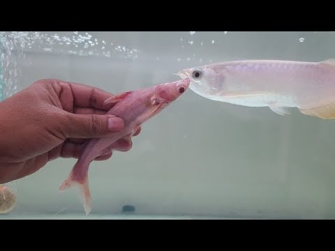 Arowana fish Vs Albino Iridescent Tropical Shark Fish