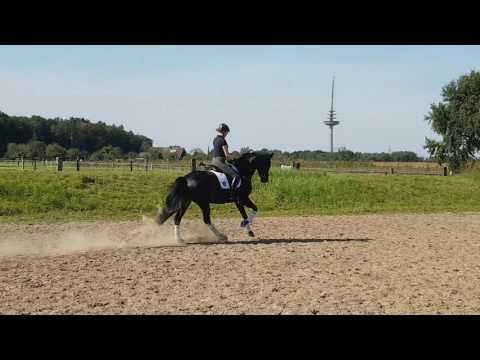 Verkaufspferd 5 jähriger auffälliger Wallach für die ganze Familie!