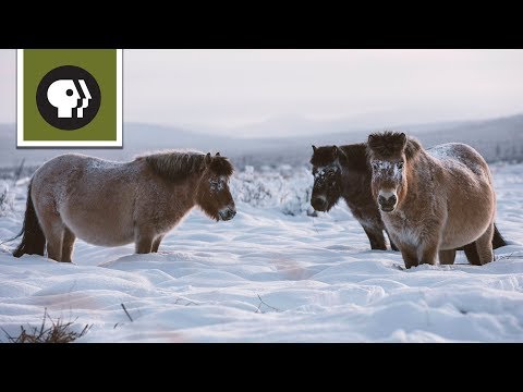 , title : 'Freezing Temps Are No Problem For Arctic Horses'