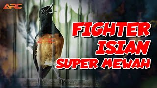 ISIAN MEWAH !! MURAI BATU GACOR MATERI SUPER PEDES TEMBAKAN SUPER PANJANG