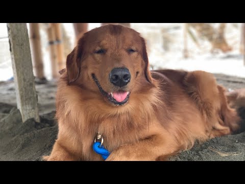 My Then & Now Beach experience | Azra the Golden Retriever