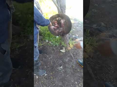 pesca en villa constitución santa fe.pesca con amigos.