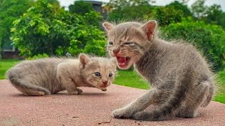 Super cute kittens looking for mother cat