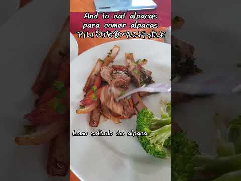 【JP/EN/ES Vtuber】I'm in Peru! because I love alpacas! 【Comrade Karin】#shorts  #vtuber