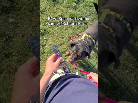 POV: Spacer z dwoma Psami ze Schroniska 🐕‍🦺🐕