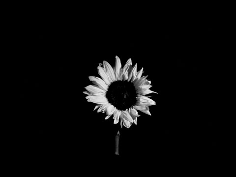 Noah Rime$ - Green Necks (Official Video)