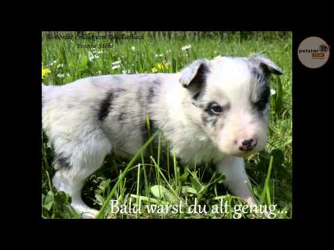 Happy Birthday Chinook