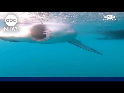 Scientists attach sensors to sharks to track hurricanes