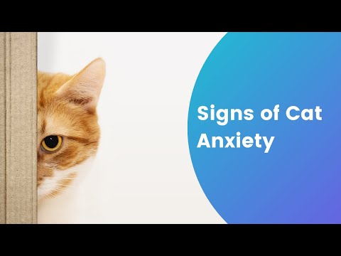 Do Cats Get Anxiety? — Signs of Cat Anxiety