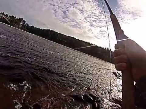 Jive and salmon @ Jockfall