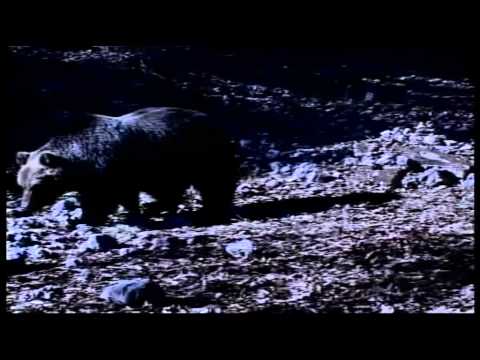 ONDA TG 08.09.2014 - INCURSIONE ORSO VALLELARGA