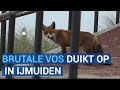 'Brutale' vos duikt steeds vaker op in IJmuiden