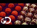 The Whole Process Of Making Chocolate How Do They Do It