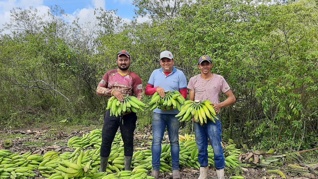 Fui acompanhar agricultores na colheita da banana, vejam o que eles enfrentam