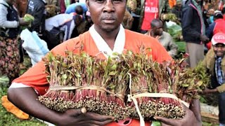 Kenya Miraa Most Expensive in the World  Secret Re