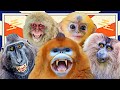 13 Most Stylish Asian Monkey Species