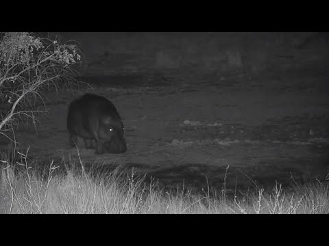 Djuma: Hippo returning - 02:47 - 08/20/20