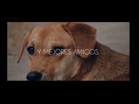 CAMPAÑA PUBLICITARIA ADOPCIÓN DE PERROS (PIA)