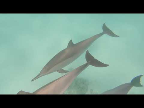 Red Sea Aggressor IV April 1-8, 2023. Video credit to Roberto D”Ugo Pardi