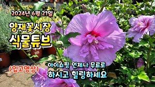 양재꽃시장 식물튜브 입고영상 시청 하시면서 힐링타임 되세요  / [2024년 6월 21일 ] #양재꽃시장 #…