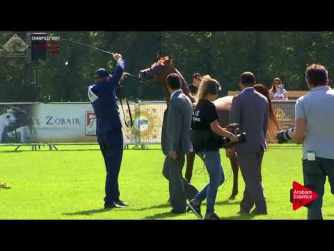 N.81 MARSEVARNO - Chantilly 2017 European Breeders'Championship - 4/6 Years Old Stallions (Class 8)