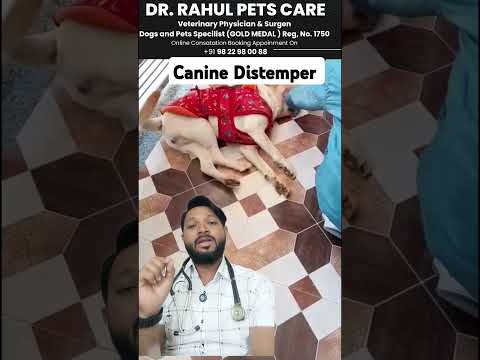 Canine Distemper Treatment At Home In Dogs | Symptoms | Recovery | Dog Distemper Treatment In Hindi