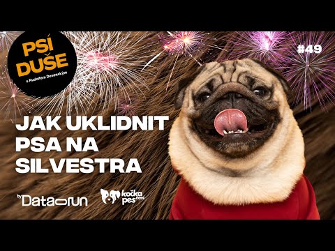 Psí duše and Datarun life