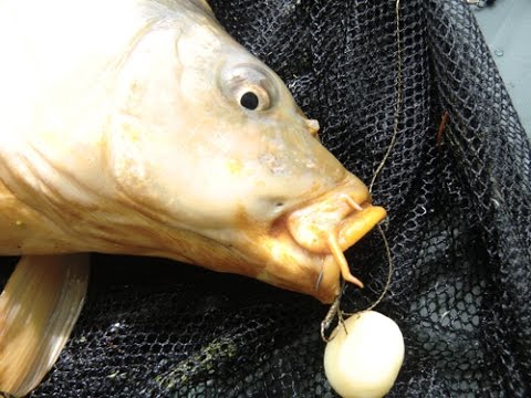 Blog: Karpfentipps für den Frühling