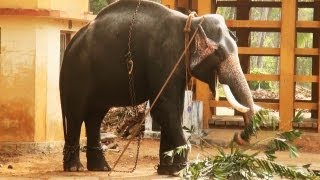 Guruvayoor Kannan - An Elephant in Kerala