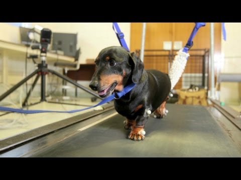 Paralyzed dogs walk again